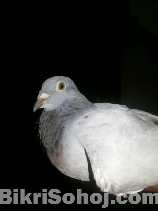 Pigeon